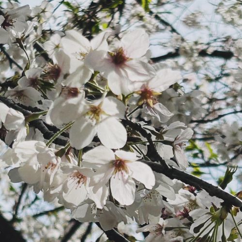 お花見🌸